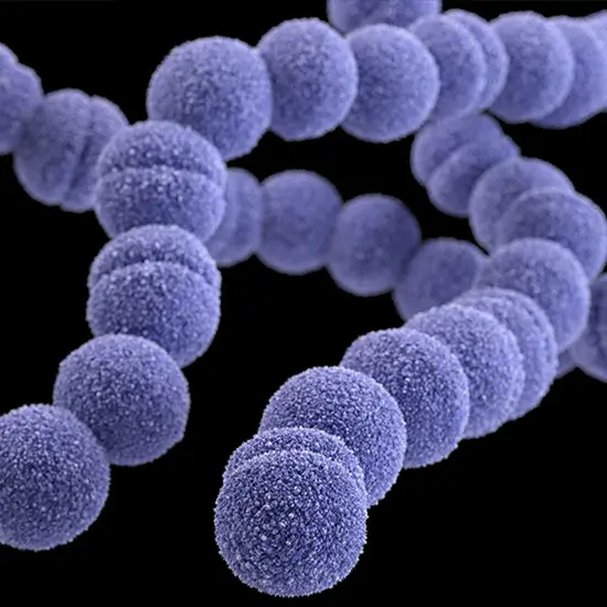 group a streptococcus